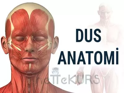 DUS Anatomi Dersleri
