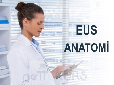 Online EUS Anatomi Dersleri, EUS Anatomi Uzaktan Eğitim Dersleri